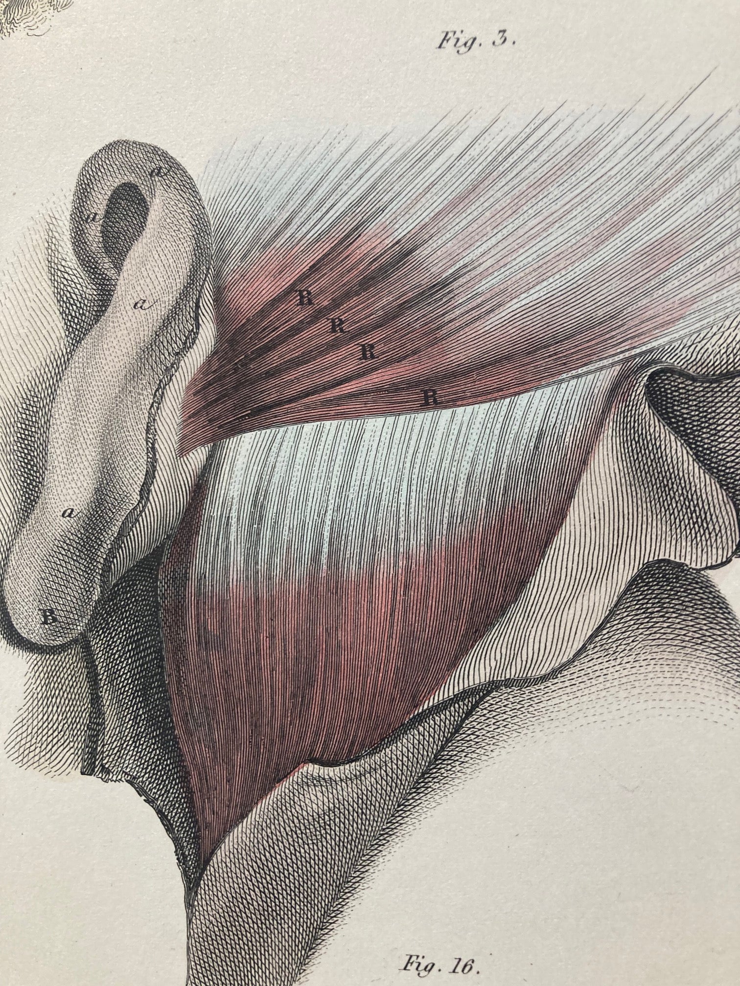 Early Anatomy - Plate LXXVII - ORIGINAL - Room Four