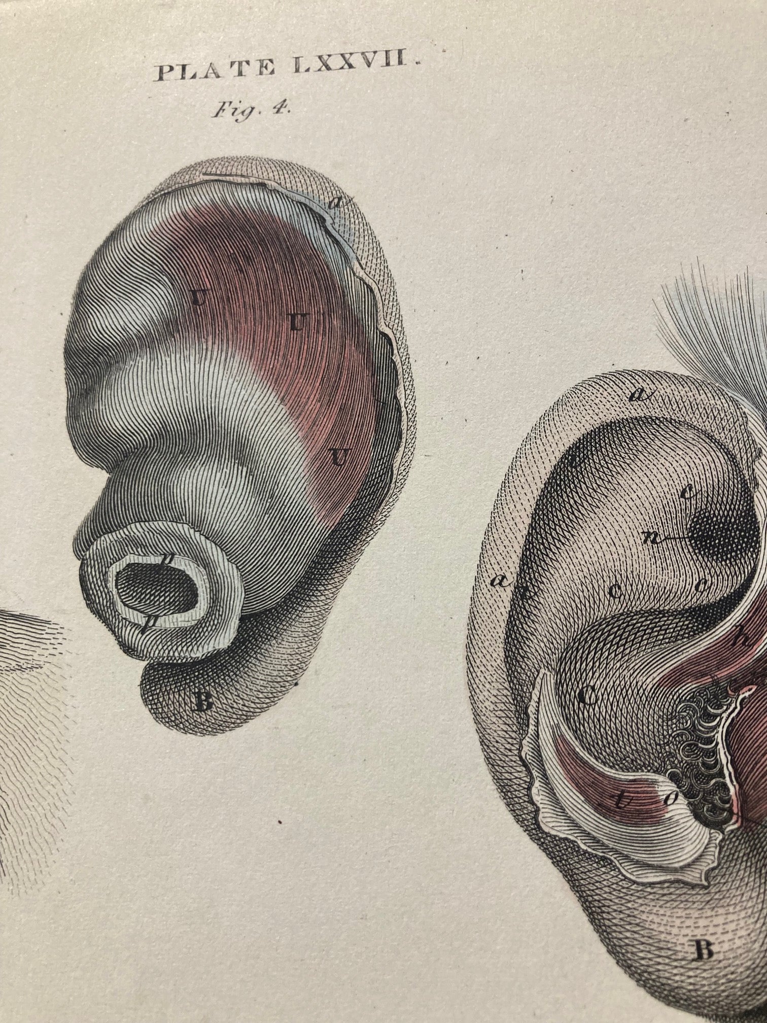 Early Anatomy - Plate LXXVII - ORIGINAL - Room Four