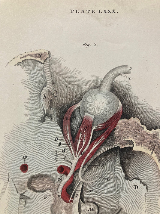 Early Anatomy - Plate LXXX - ORIGINAL - Room Four