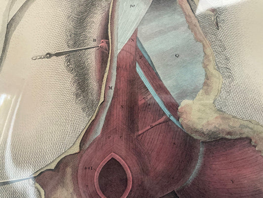 Early Anatomy - Plate XCII - ORIGINAL - Room Four