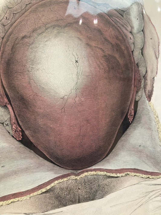Early Anatomy - Plate XCV - ORIGINAL - Room Four