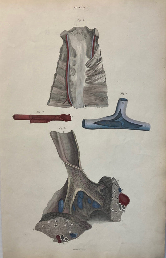 Early Anatomy - Plate XI - ORIGINAL - Room Four