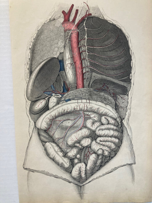 Early Anatomy - Plate XII - ORIGINAL - Room Four