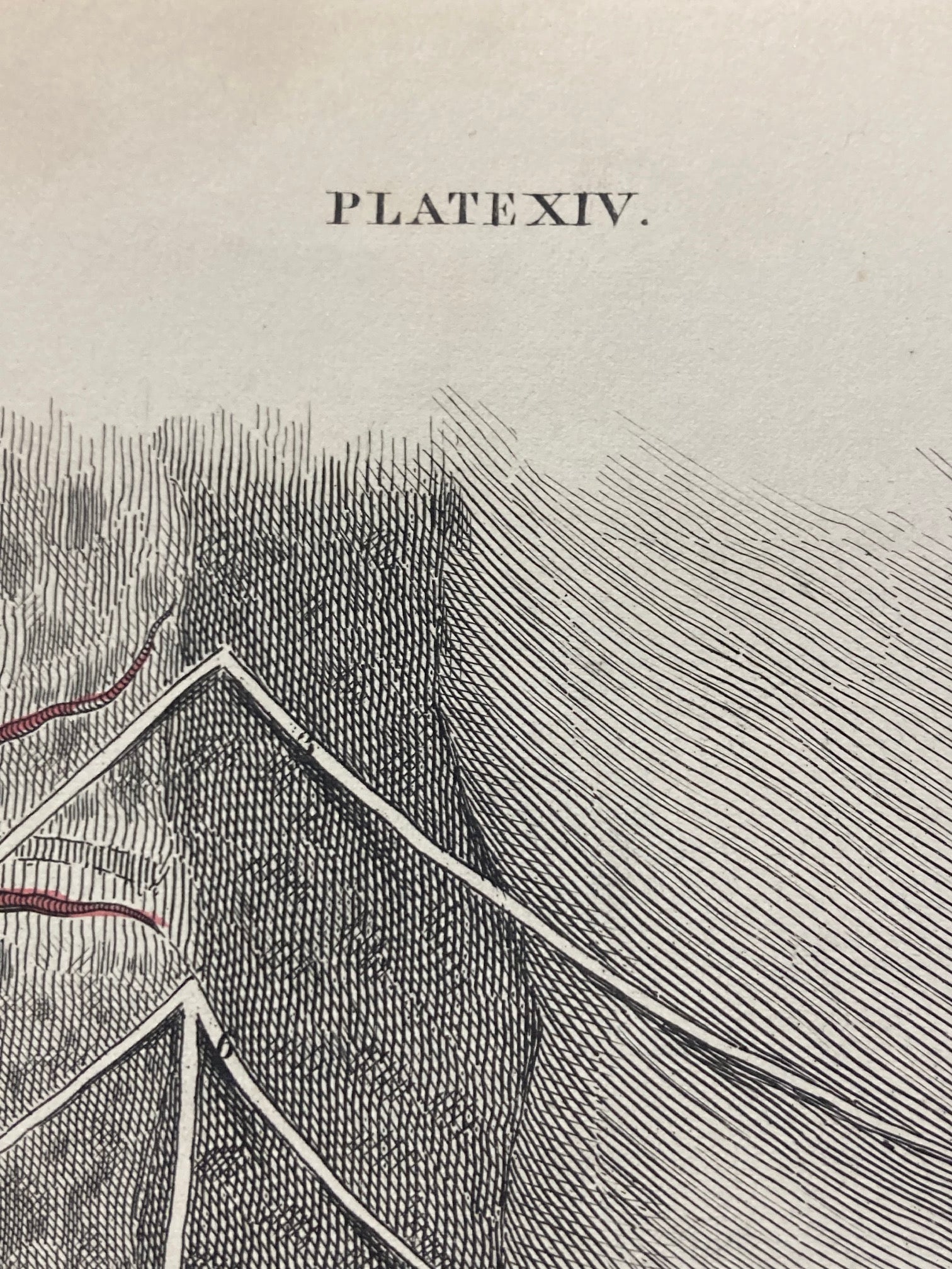 Early Anatomy - Plate XIV - ORIGINAL - Room Four