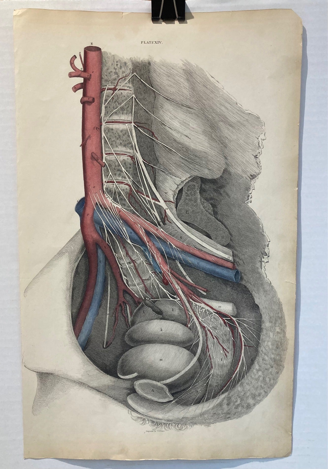Early Anatomy - Plate XIV - ORIGINAL - Room Four