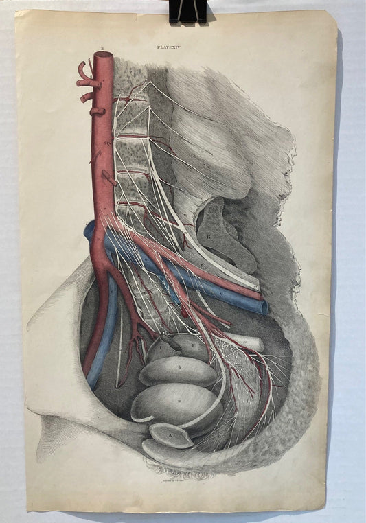 Early Anatomy - Plate XIV - ORIGINAL - Room Four