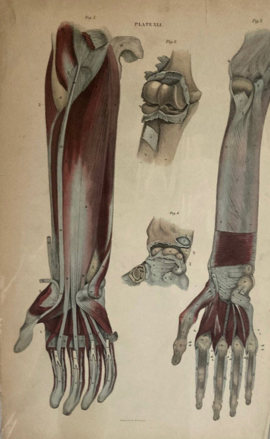 Early Anatomy - Plate XLI - ORIGINAL - Room Four