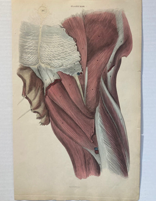 Early Anatomy - Plate XLIII - ORIGINAL - Room Four