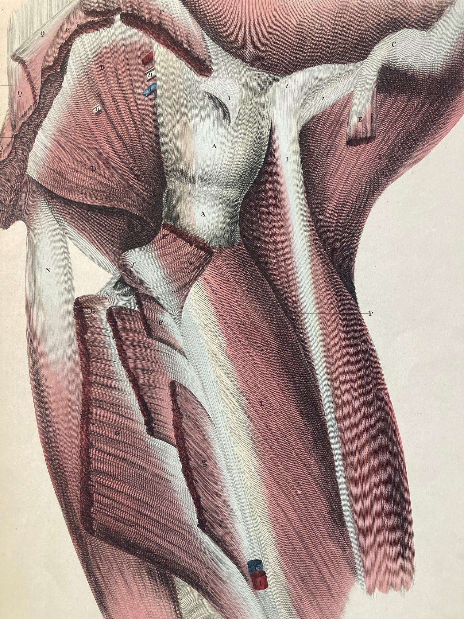 Early Anatomy - Plate XLIV - ORIGINAL - Room Four