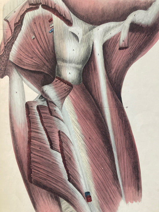 Early Anatomy - Plate XLIV - ORIGINAL - Room Four
