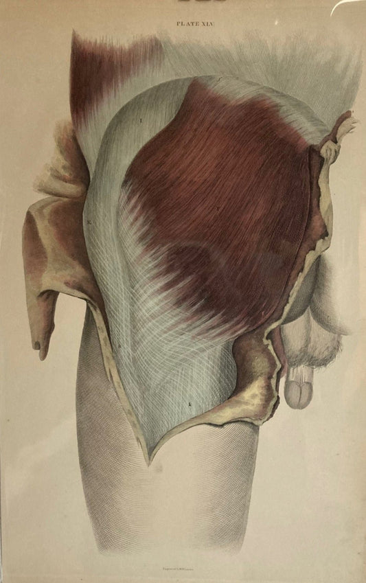 Early Anatomy - Plate XLV - ORIGINAL - Room Four