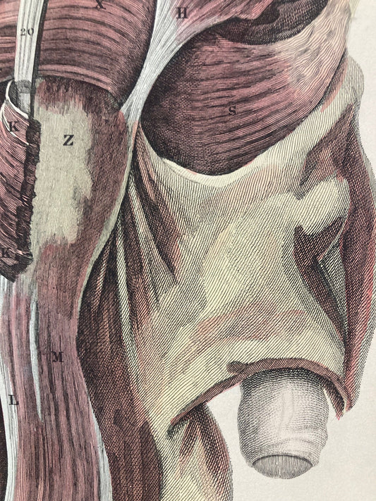 Early Anatomy - Plate XLVI - ORIGINAL - Room Four