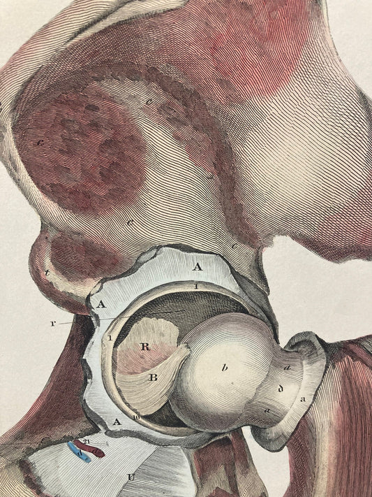 Early Anatomy - Plate XLVII - ORIGINAL - Room Four