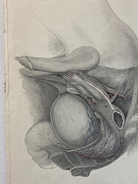 Early Anatomy - Plate XXII - ORIGINAL - Room Four