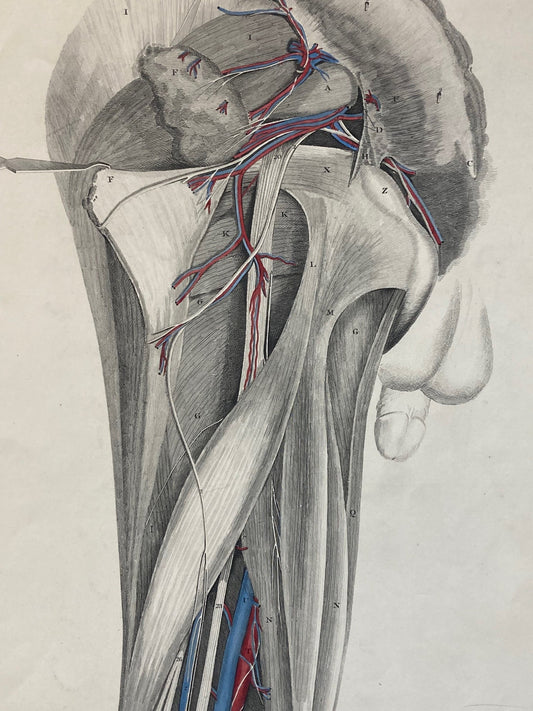 Lizars Anatomical Drawing Early Anatomy - Plate XXV - Popliteal Artery - ORIGINAL - Room Four