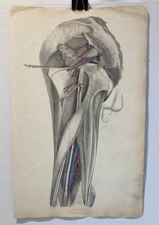 Early Anatomy - Plate XXV - ORIGINAL - Room Four