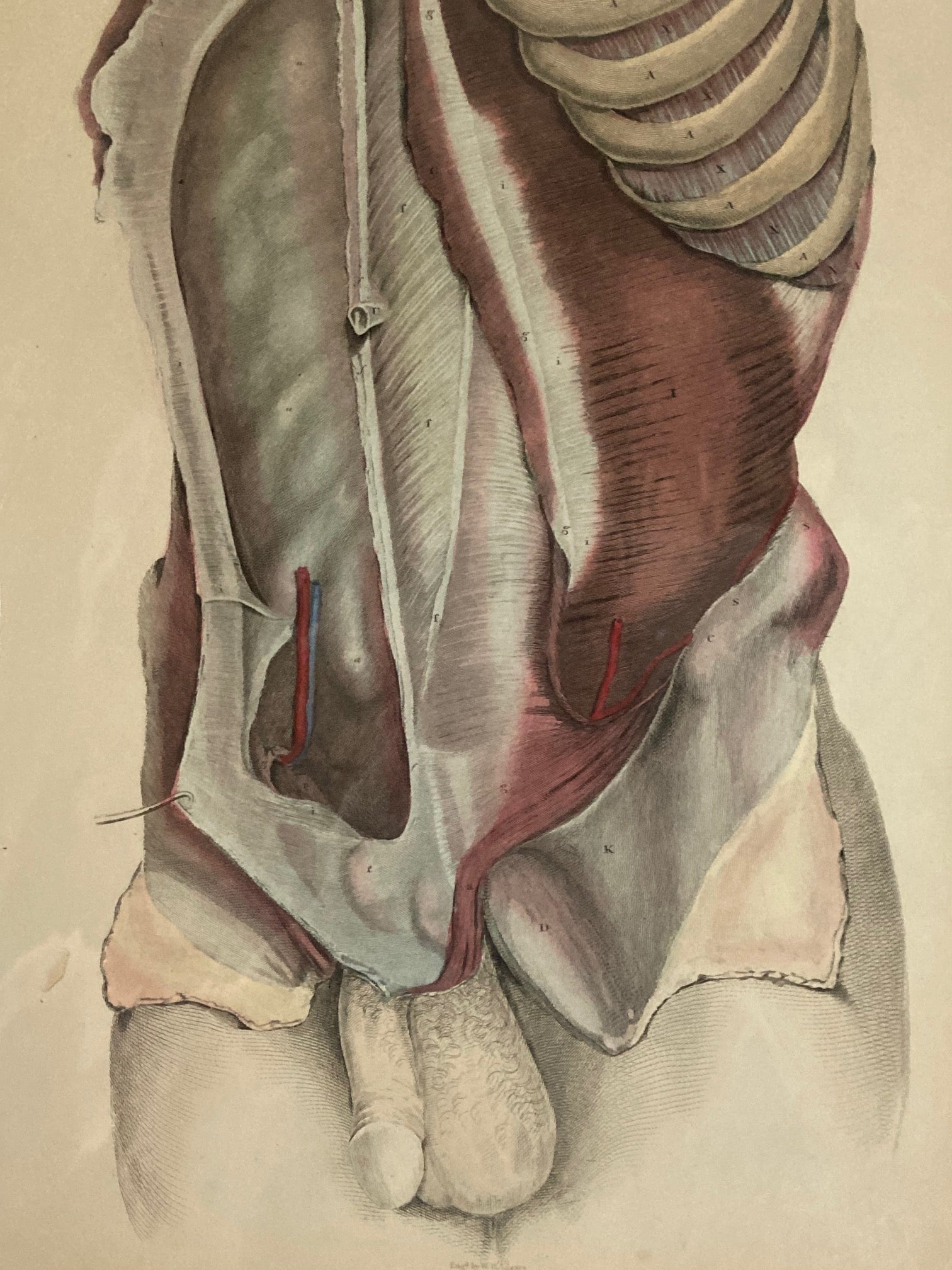 Early Anatomy - Plate XXXI - ORIGINAL - Room Four