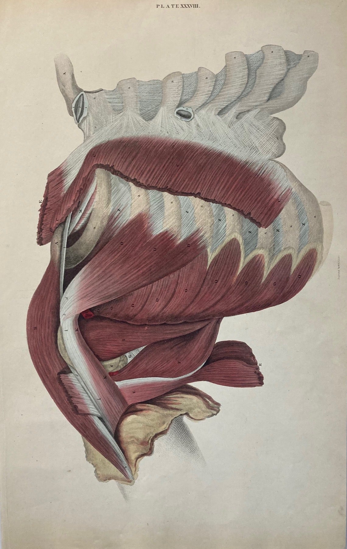 Early Anatomy - Plate XXXVIII - ORIGINAL - Room Four