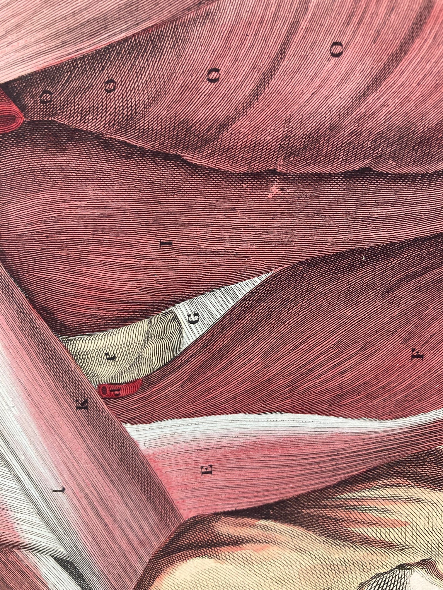 Early Anatomy - Plate XXXVIII - ORIGINAL - Room Four
