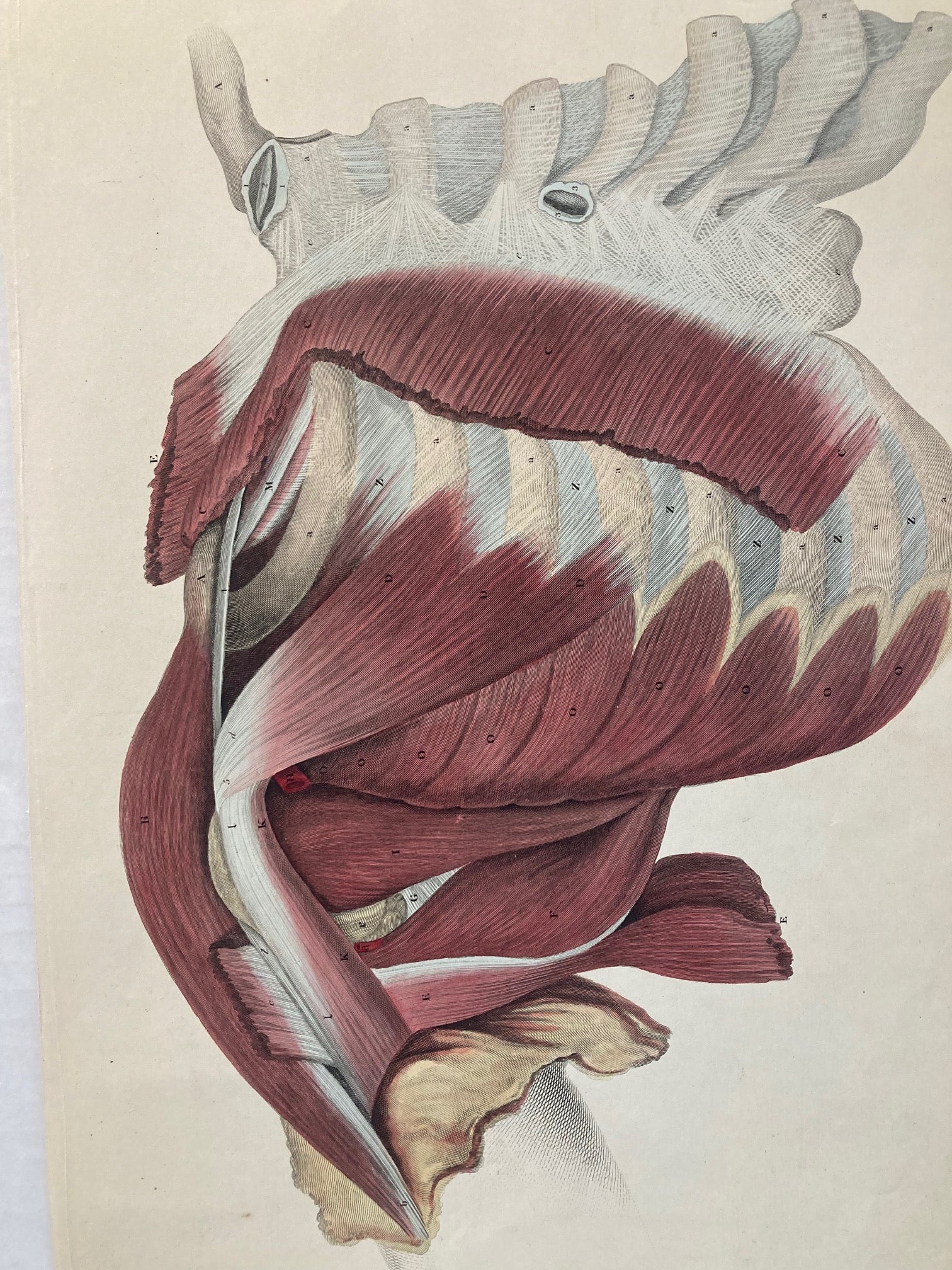 Early Anatomy - Plate XXXVIII - ORIGINAL - Room Four