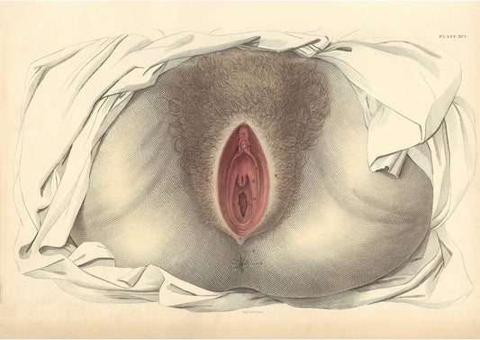 FEMALE .. Anatomy Wall Art Digital Print - Room Four