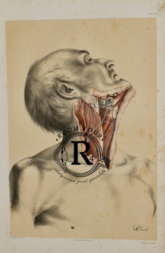 Anatomical Medical Dissection Drawing 19th Century