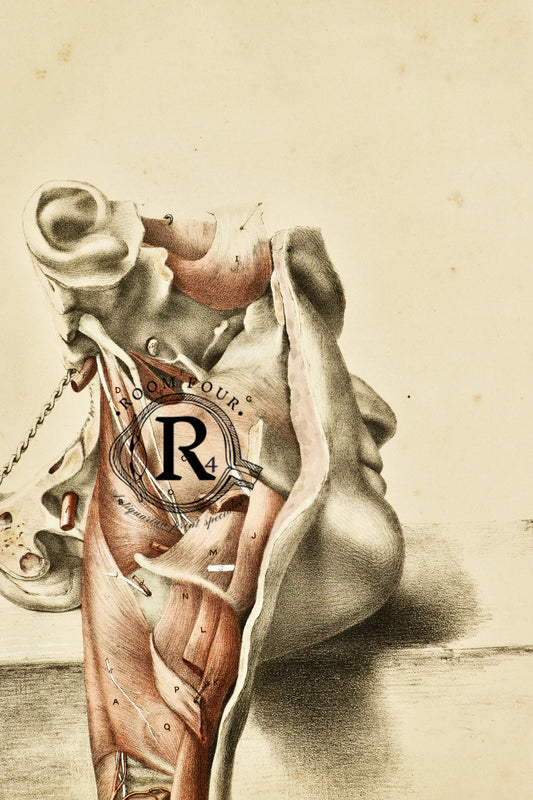 Anatomical Medical Dissection Drawing 19th Century