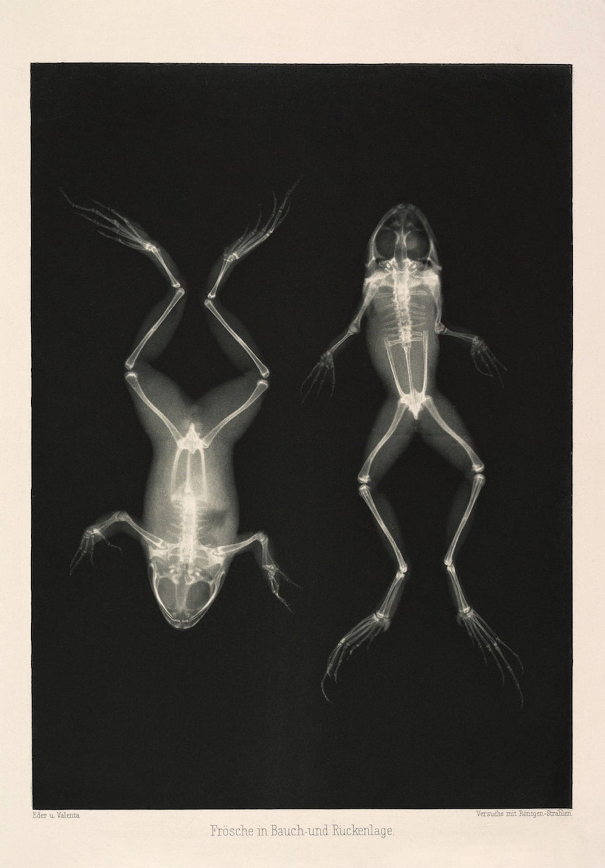 Frogs X - Ray Black & White Photography Wall Art Print - Room Four