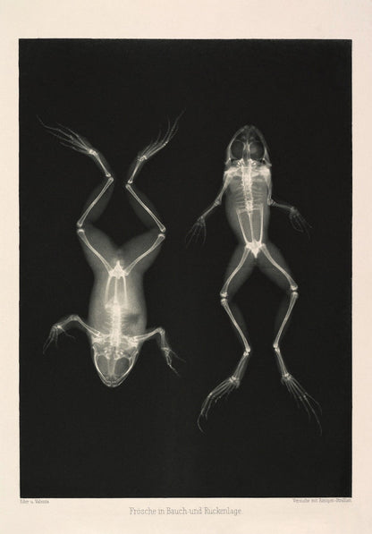 Frogs X - Ray Black & White Photography Wall Art Print - Room Four