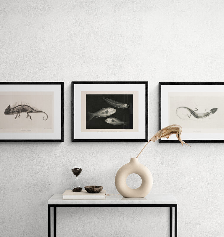 Goldfish X - Ray Black & White Photography Wall Art Print - Room Four