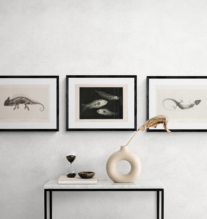 Goldfish X - Ray Black & White Photography Wall Art Print - Room Four