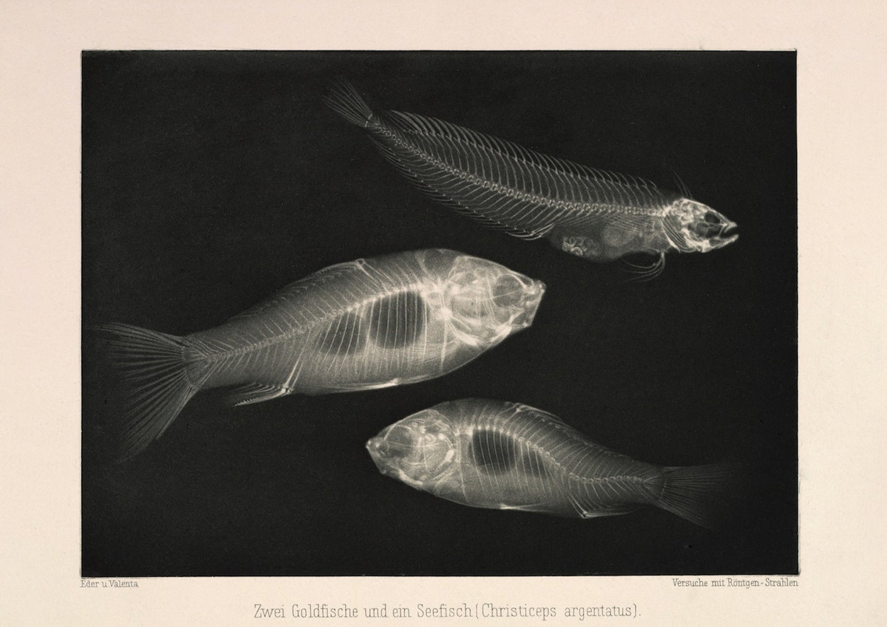 Goldfish X - Ray Black & White Photography Wall Art Print - Room Four