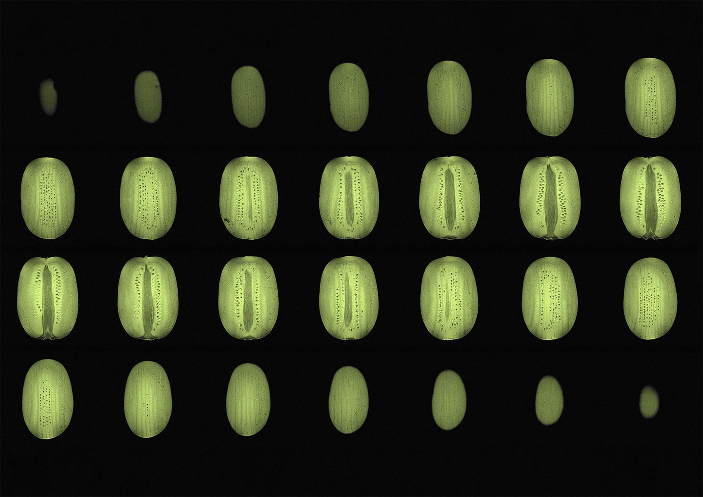 Green Kiwi Fruit MRI Scan Kitchen Wall Art Print - Room Four