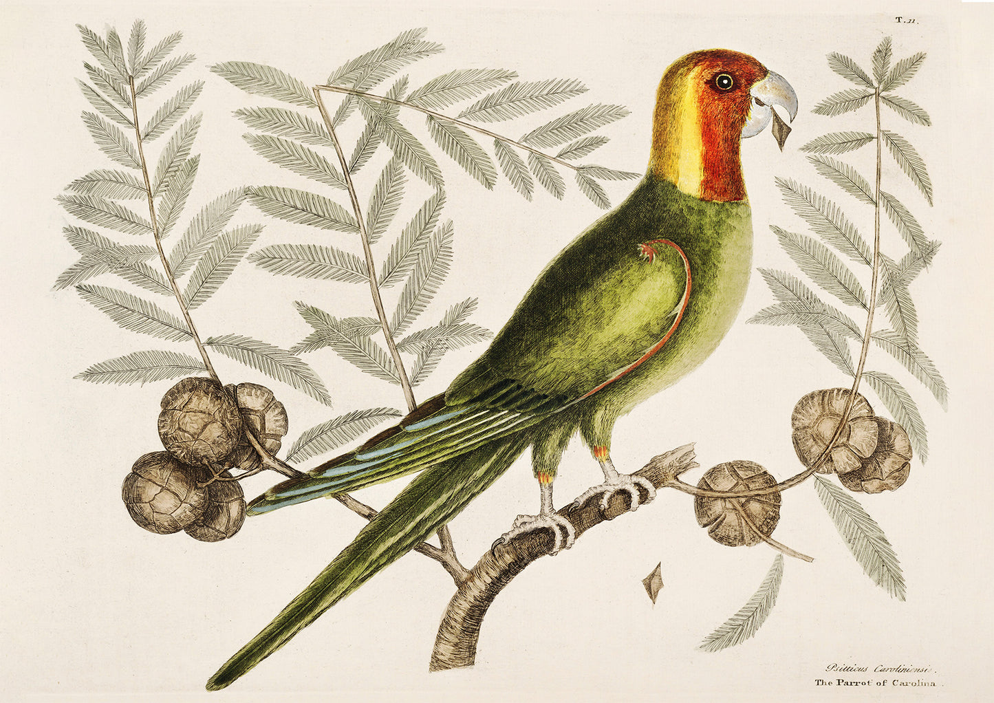 Antique Parrot of Carolina Wall Art Print