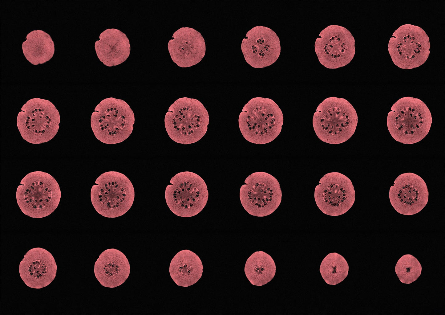 Guava Fruit MRI Scan Kitchen Wall Art Print - Axial View - Room Four
