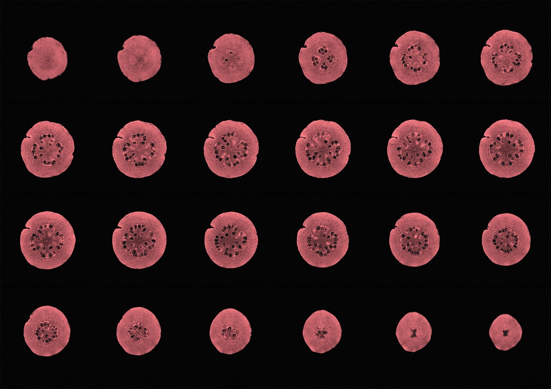 Guava Fruit MRI Scan Kitchen Wall Art Print - Axial View - Room Four