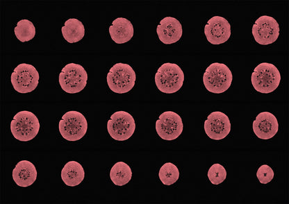 Guava Fruit MRI Scan Kitchen Wall Art Print - Axial View - Room Four