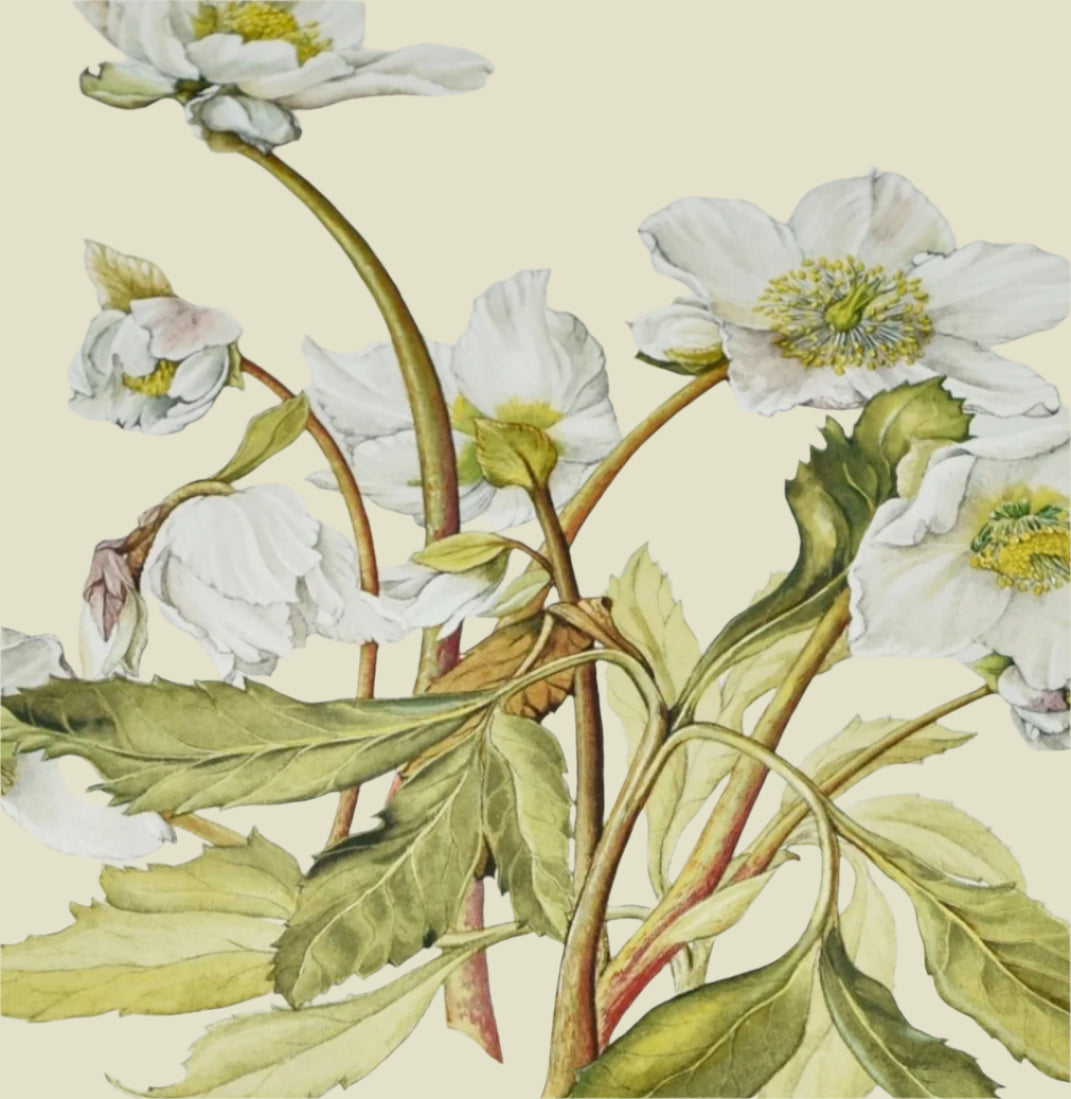 Heleborous Niger – Limited Edition Botanical Print by Elizabeth Cameron - Room Four