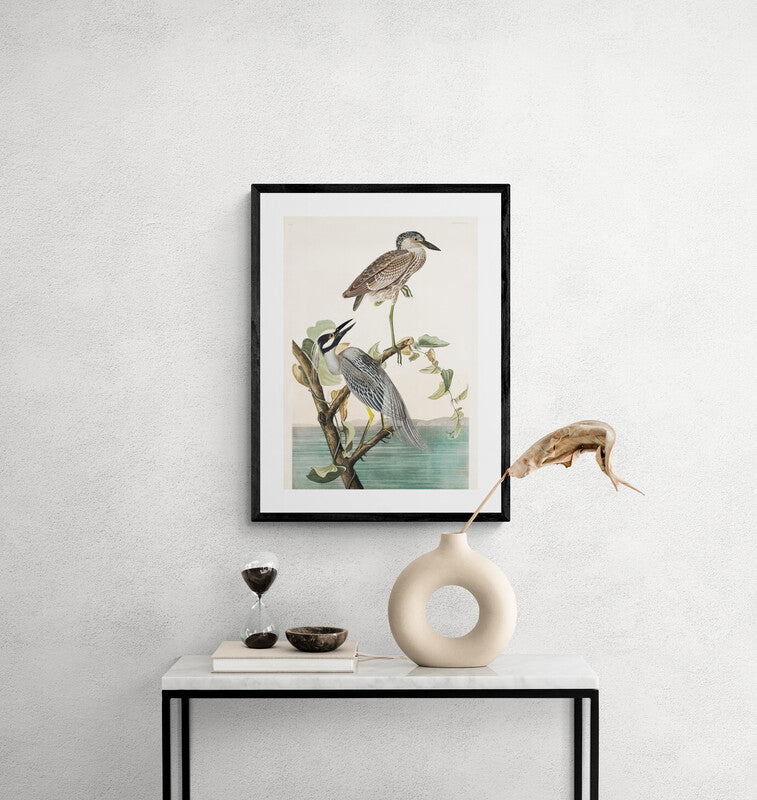 Antique Yellow Crowned Herons Wall Art Print