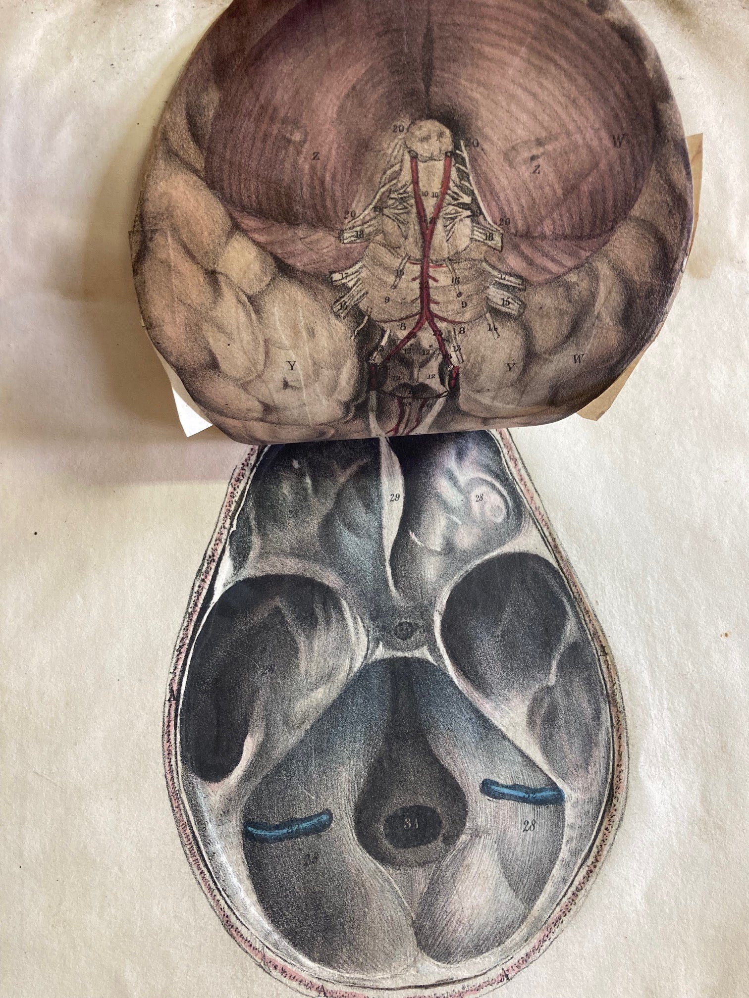 Human Anatomy Book 1828 - Room Four