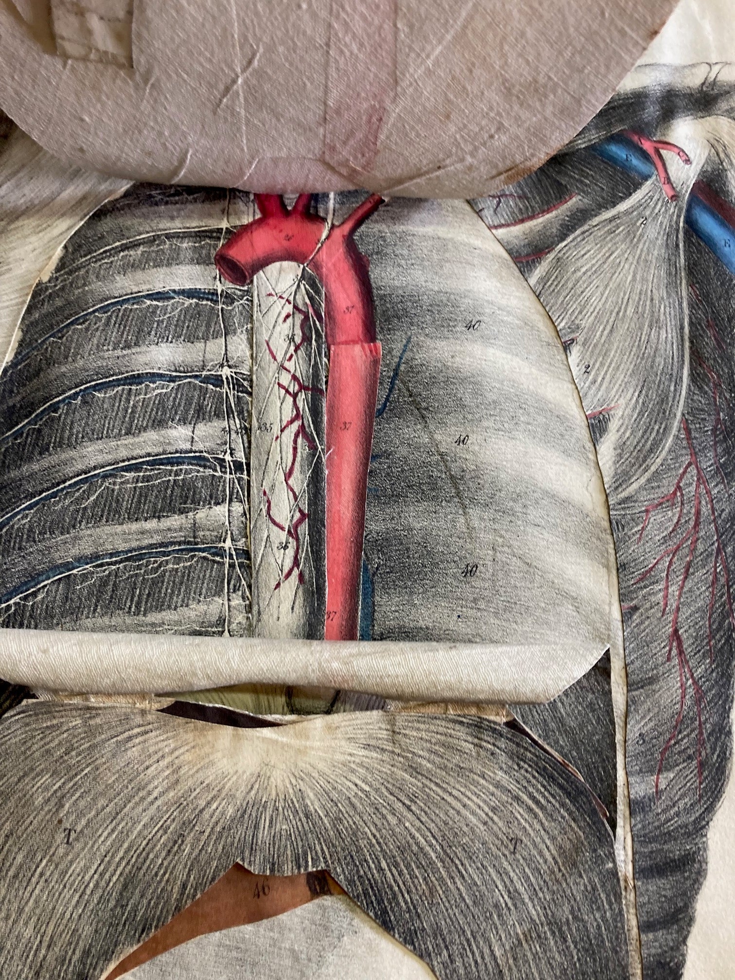 Human Anatomy Book 1828 - Room Four