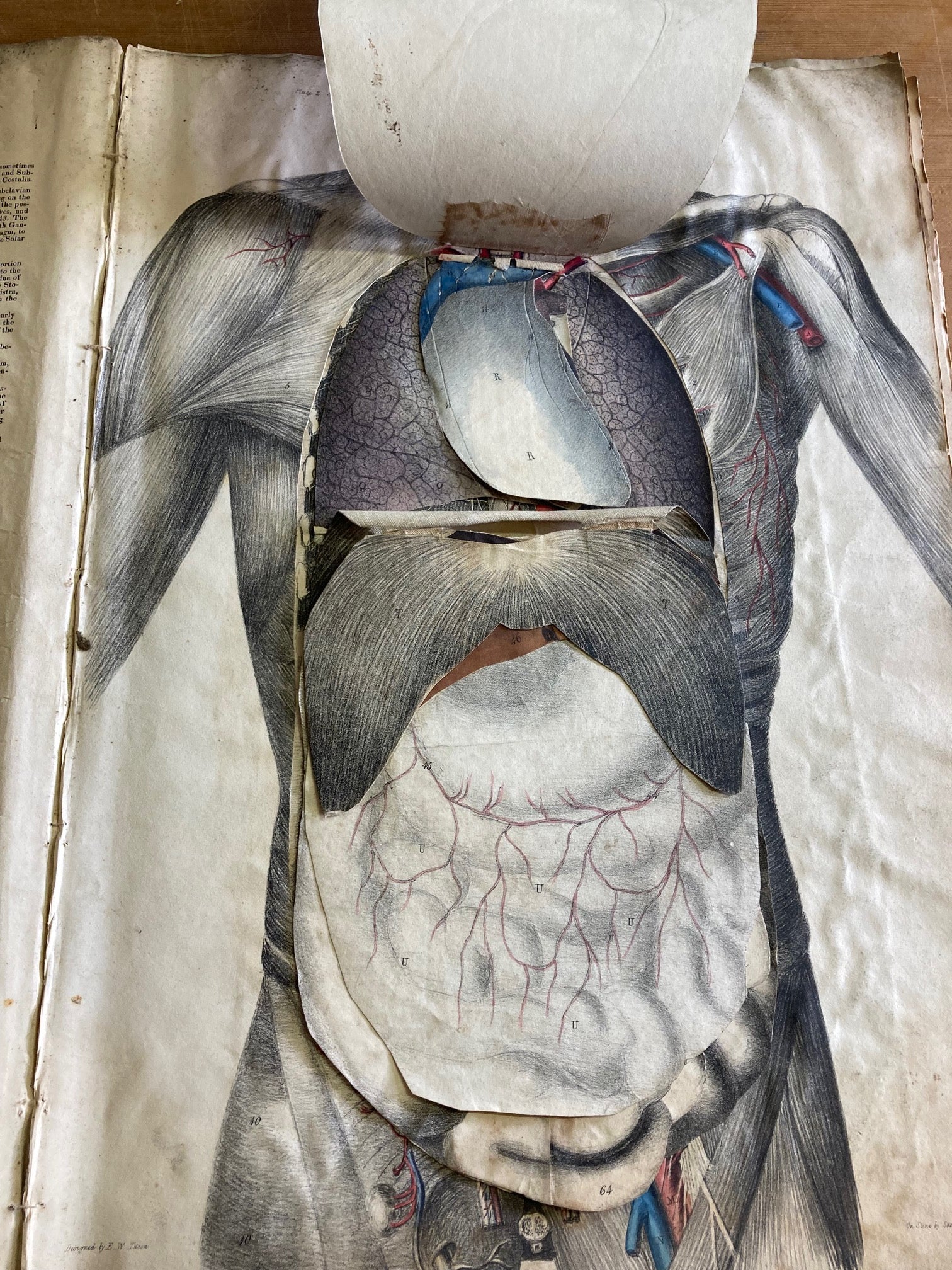 Human Anatomy Book 1828 - Room Four