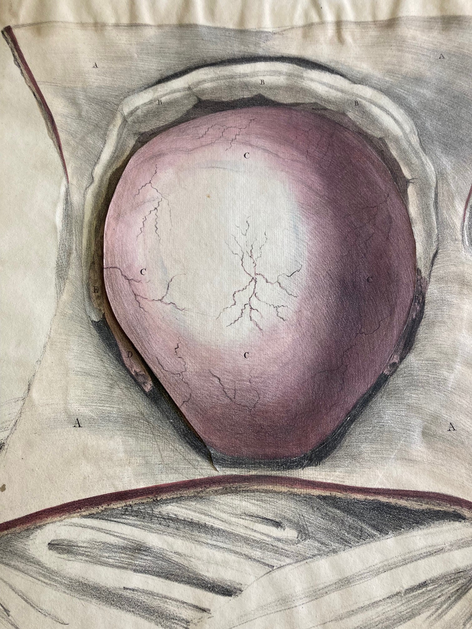 Human Anatomy Book 1828 - Room Four