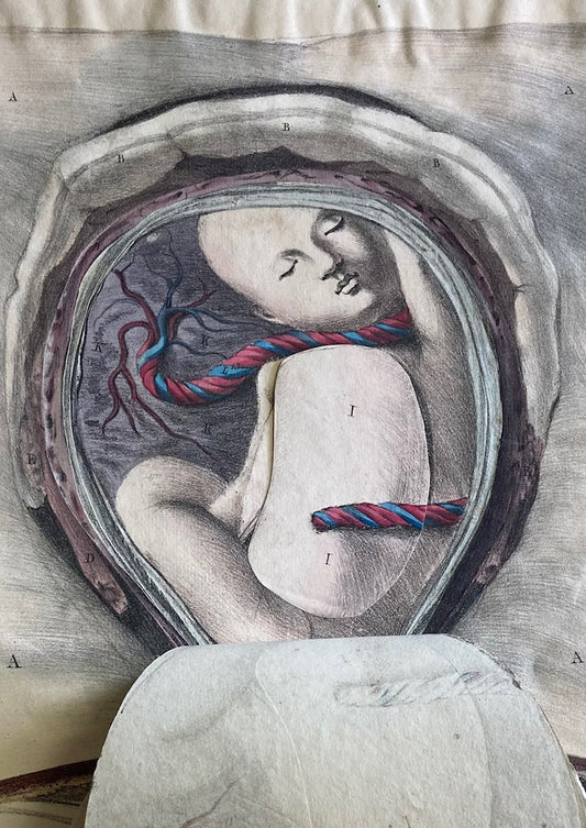 Human Anatomy Book 1828 - Room Four