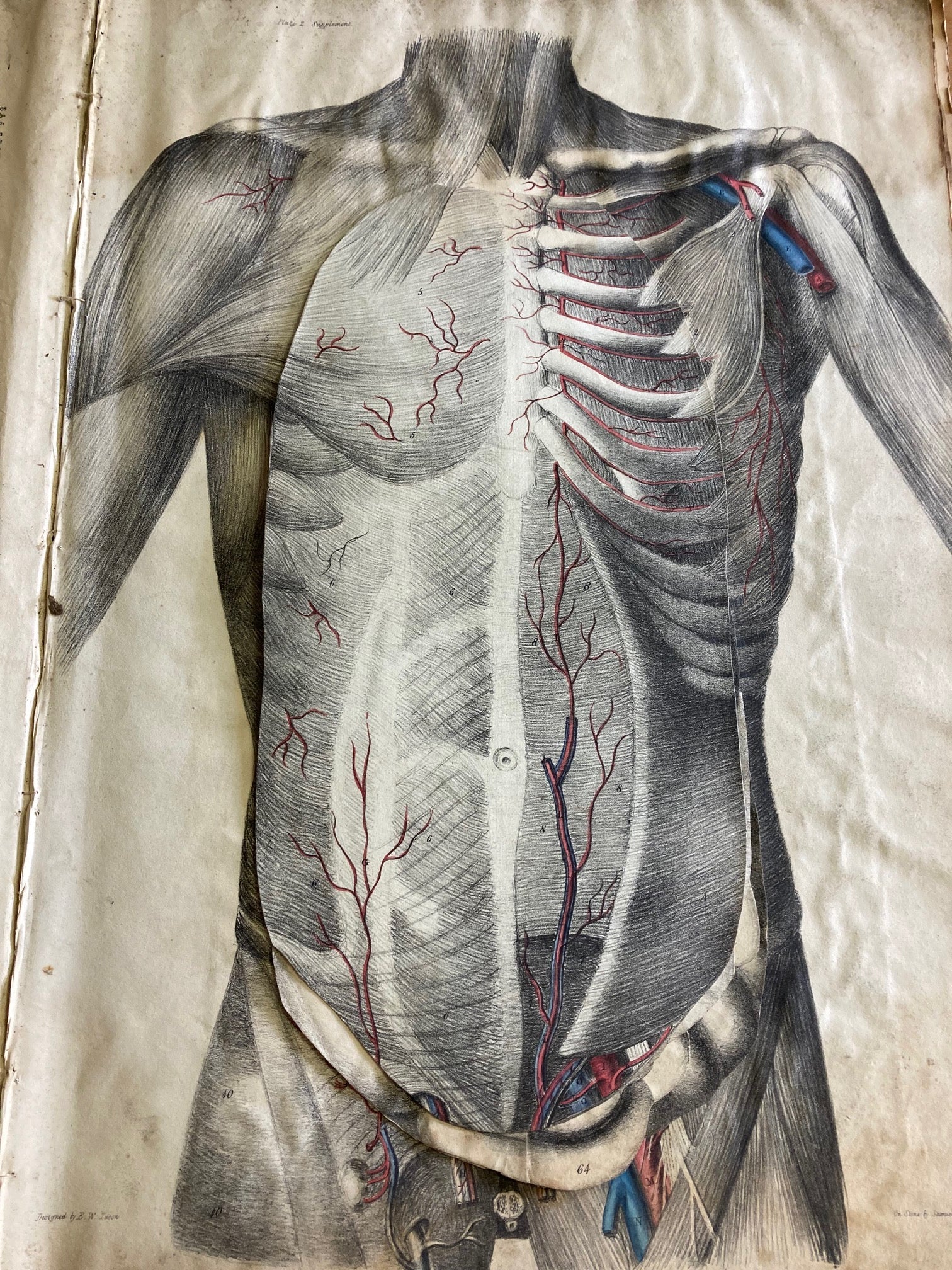 Human Anatomy Book 1828 - Room Four