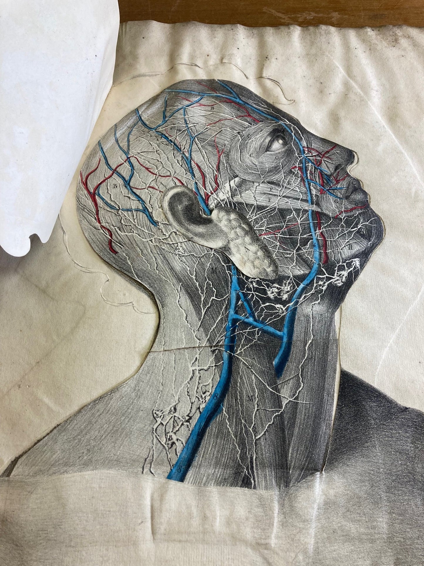 Human Anatomy Book 1828 - Room Four