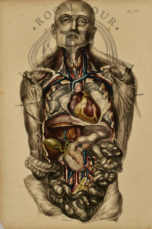 Human Anatomy Lithographic Print 19th Century - IV - Room Four