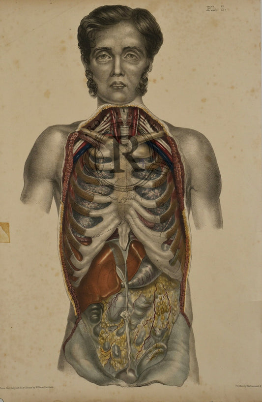 Human Anatomy Lithographic Print 19th Century - Plate 1 - Room Four