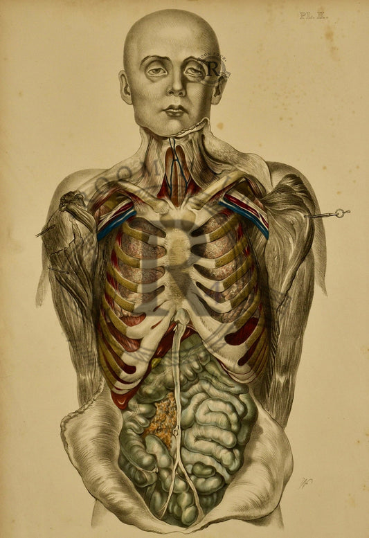 Human Anatomy Lithographic Print 19th Century - Plate II - Room Four
