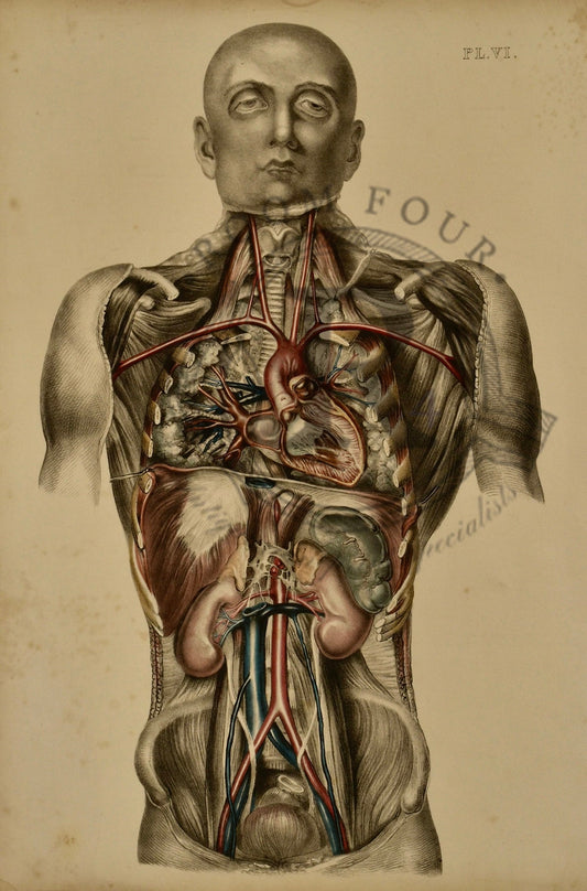 Human Anatomy Lithographic Print 19th Century - Plate VI - Room Four